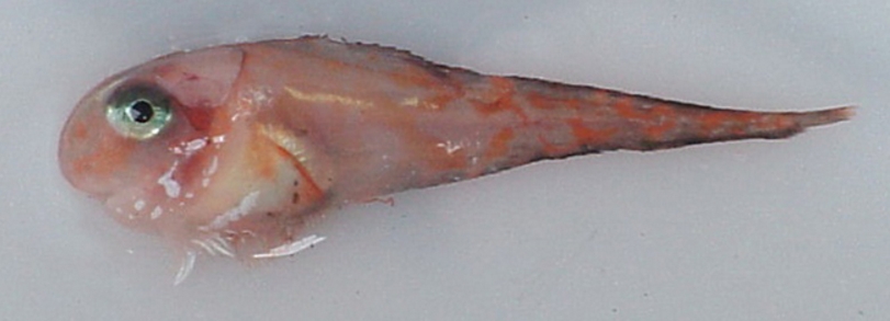 The comic snailfish, Careproctus comus. Image-NOAA