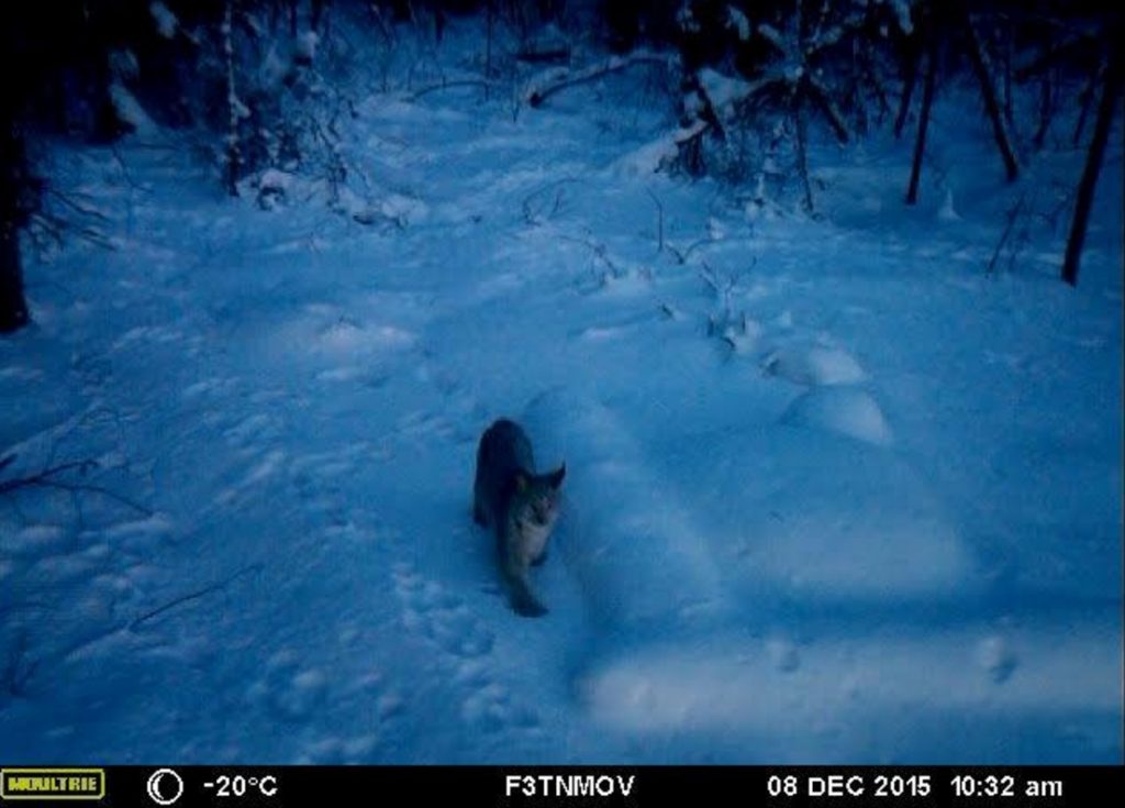 A lynx walks near a buried seismometer in a frame from a game-camera video. Seismologist Carl Tape installed the camera to confirm that bears were digging up his equipment. Courtesy of Carl Tape.