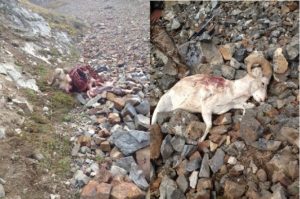 Poached Dall Sheep investigated by DPS. Image-DPS
