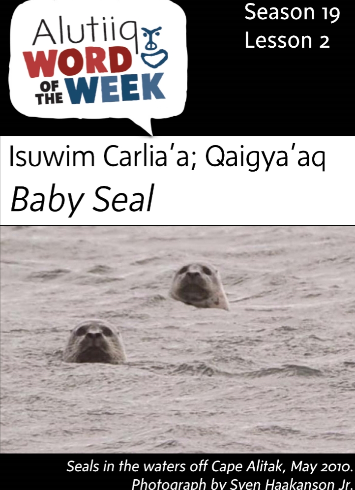 Baby Seal-Alutiiq Word of the Week-July 10th