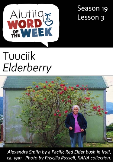 Elderberry-Alutiiq Word of the Week-July 17th