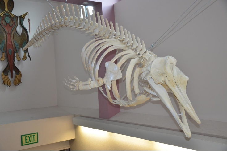 The only skeleton of the new species in the United States hangs on display in Unalaska High School, in Alaska's Aleutian Islands. The whale was found dead in 2004, and recent tests on stored tissue samples revealed that it is one of the few known specimens of the new species. CREDIT -Unalaska City School District