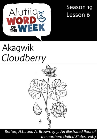 Cloudberry-Alutiiq Word of the Week-August 8th