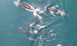 Drone footage of Killer Whales. Image-Video screenshot NOAA/Vancouver Aquarium