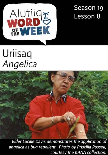 Angelica-Alutiiq Word of the Week-August 21