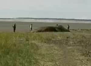 Dead Humpback Whale that washed up in July. Image-Screenshot of KTUU news footage