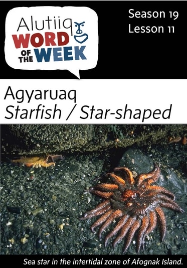 Starfish-Alutiiq Word of the Week-September 11th