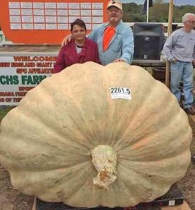 Richard Wallace and his wife, Catherine stand with the winning pumpkin at the Frerich's Farm Weigh-Off. Image-Ron Wallace