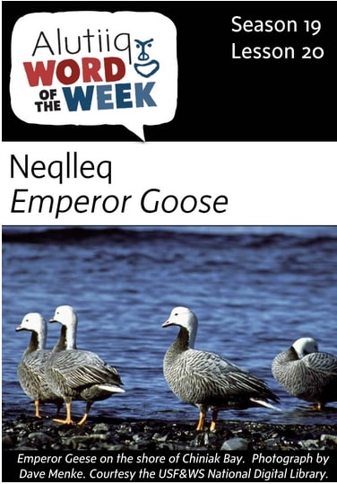 Emperor Geese-Alutiiq Word of the Week-November 13th