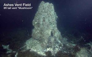 Ash vent field from Axial Seamount. Image-NSF