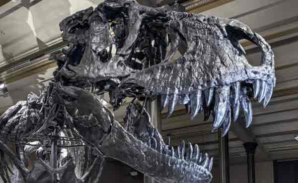 How Darkness and Cold Killed the Dinosaurs