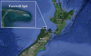 Farewell Spit on the South Island, has suffered another massive Pilot Whale stranding this week. Image-Google Maps