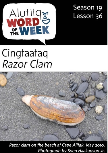 Razor Clam-Alutiiq Word of the Week-March 5th