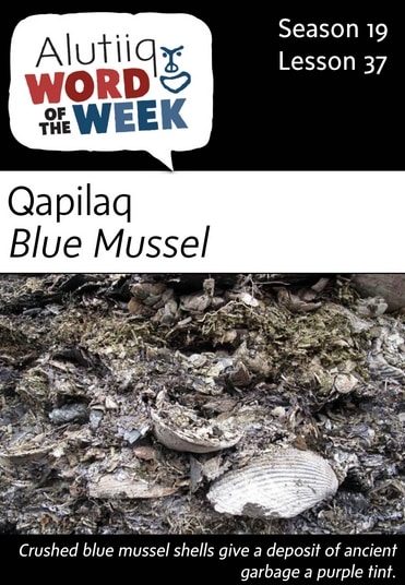 Blue Mussel-Alutiiq Word of the Week-March 12th