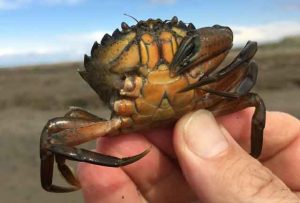 A European green crab found at Dungeness Spit, Sequim, this month.Allen Pleus/Washington Department of Fish and Wildlife