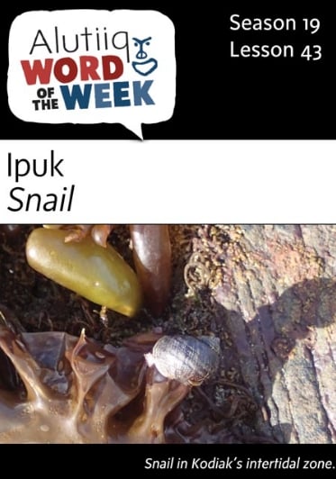 Snail-Alutiiq Word of the Week-April 23rd