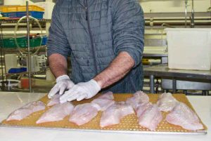 Processing fish filets. Image-UAF/SeaGrant