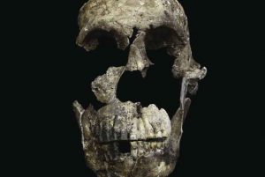 This skull, part of a skeleton that scientists have named Neo, was found in the Lesedi Chamber of the Rising Star Cave system in South Africa.John Hawks, the University of Wisconsin