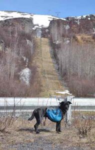 Cora the lab/blue heeler mix deciding to avoid the pipeline's path up Thompson Pass northeast of Valdez. She and Ned Rozell walked the Richardson Highway instead. Photo by Ned Rozell.