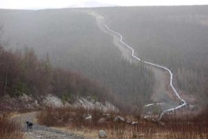 Cora the dog descends into Haggard Creek on the path of the Trans-Alaska Pipeline. Photo by Ned Rozell