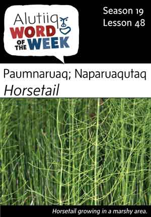 Horsetail-Alutiiq Word of the Week-May 28th