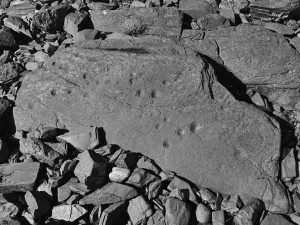 Petroglyphs carved into a shoreline boulder adjacent to the intertidal fish trap. Photograph courtesy the Alutiiq Museum