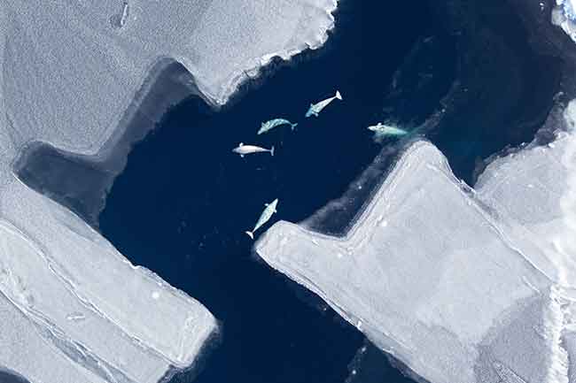 Norton Sound Beluga Whale Survey to be Conducted for First Time in Nearly 20 years