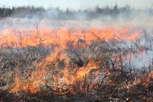 Fire burns through grass and mowed willow staubs on the Delta Junction Bison Range on Saturday, April 22, 2017 as part of prescribed fire on the Delta Junction Bison Range. Tim Mowry/Division of Forestry