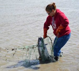 Misty Nielsen catches a king salmon in a subsistence set net. Photo: A. Santos, NOAA Fisheries