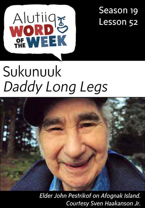 Daddy Long Legs-Alutiiq Word of the Week-June 25th