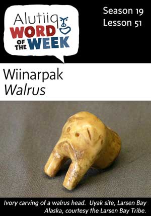 Walrus-Alutiiq Word of the Week-June 18th