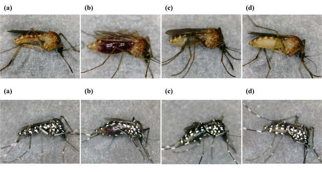 Stereomicroscopic images of two mosquito species at taken at different times after feeding on human blood. The upper and lower images respectively show Culex pipiens pallens and Aedes albopictus at different stages of digesting a human blood meal. (a) Unfed, and (b) 0 h, (c) 24 h, and (d) 72 h after-feeding. © Toshimich Yamamoto