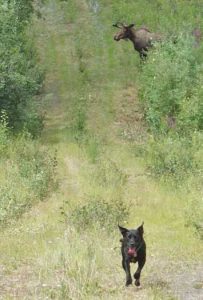 Cora, a Lab/blue heeler mix walking the path of the Trans-Alaska Pipeline with Ned Rozell this summer, responds to a command to leave a moose alone. Photo by Ned Rozell.