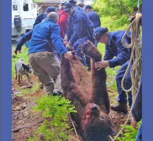 Sitka Trooper Academy recruits hauling off a bear shot in DLP. Image-ADF&G/Stephen Bethune