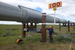 Ned Rozell at Trans-Alaska Pipeline mile 100, meaning that many miles remain to Pump Station One near Prudhoe Bay. Photo by Eric Troyer.