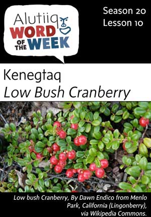 Lowbush Cranberry-Alutiiq Word of the Week-September 3rd