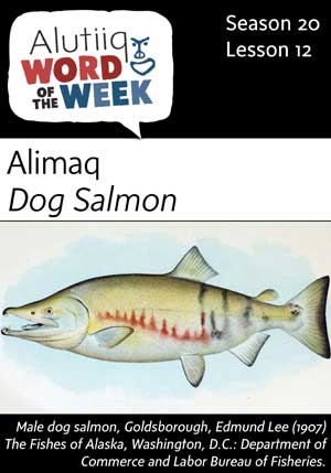 Dog Salmon-Alutiiq Word of the Week-September 17th