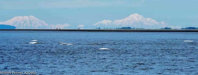 Cook Inlet beluga whales along the Susitna Delta, with views of Mt. Foraker and Denali in the background.   Photos: Paul Wade, NOAA Fisheries