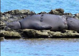 NOAA Fisheries photo of RK-30 sun bathing.