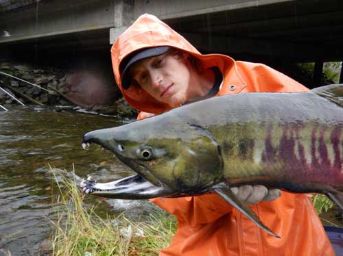 Salmon Hatcheries Make $600 Million Impact on Alaska