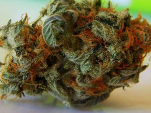 Marijuana bud. Image-Public Domain
