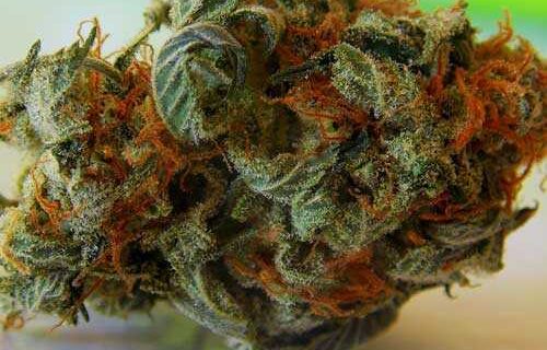 Maryland governor pardons 175,000 low-level marijuana convictions