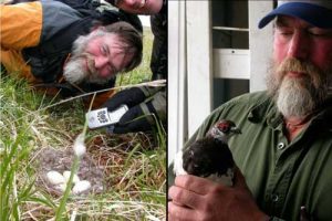 Left-Steve Ebbert and Jeff Williams marking a cackling goose nest on Nizki Island in 2004. Right-Steve Ebbert with a Rock Ptarmigan that he captured on QAttu and transported to Agattu Island. Images-Ned Rozell