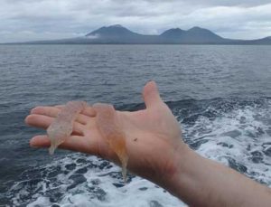 Researcher holds Sea Pickles, or Pyrosomes while in the Gulf of Alaska. Image-NOAA