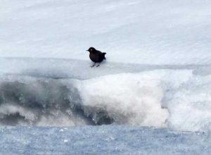 An American dipper on the Sanctuary River in Denali National Park. Photo by Ned Rozell.