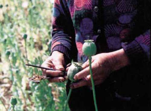 Anchorage Man Sentenced for Opium/Meth Distribution Conspiracy