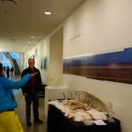 John Wright stands next to his 1979 panoramic photo of the Porcupine caribou herd in the University of Alaska Museum of the North. Photo by Ned Rozell.