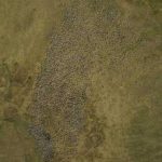 Uncropped image of the Porcupine caribou herd captured in July 2017 by Alaska Department of Fish and Game biologist Nate Pamperin. Pamerin and others at the agency used the images to count a record number of caribou in 2017, about 218,000. Images courtesy of Nate Pamperin, Alaska Department of Fish and Game.