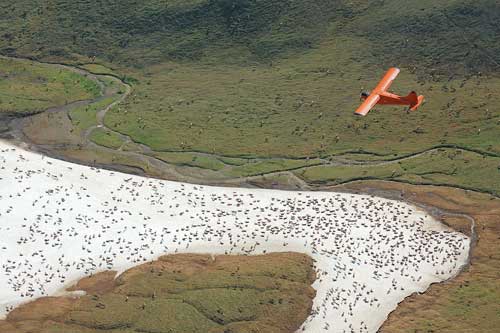 New Digital Systems Sharpen Alaska Caribou Counts