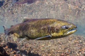 A Chinook salmon pictured in Oregon’s McKenzie River. This adult fish is smaller than its predecessors.Morgan Bond